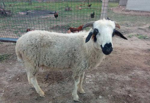 娱乐吃瓜酱外婆养大的羊羊长啥样,娱乐吃瓜酱的温馨回忆